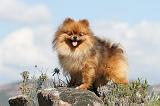 SPITZ ALLEMAND 290